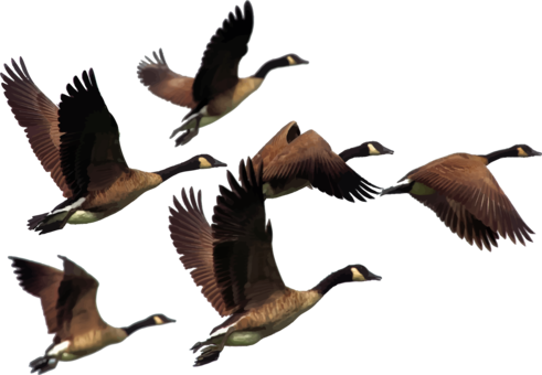 The Canada Goose Bird Duck - Flock Of Geese Png (491x340), Png Download