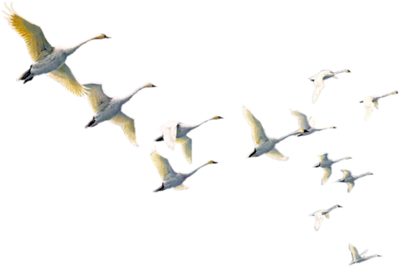 Oiseaux,birds,png - Northern Gannet (600x403), Png Download