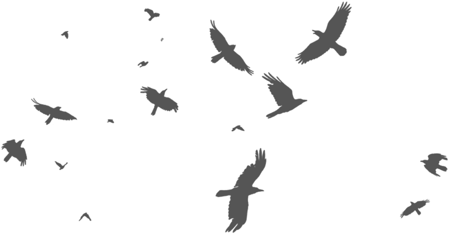 Birds - Stock Photography (1000x598), Png Download
