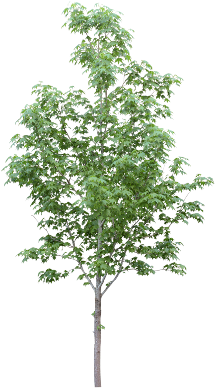 Tubes Arbres Et Verdures - Free Image Of Tree (483x800), Png Download