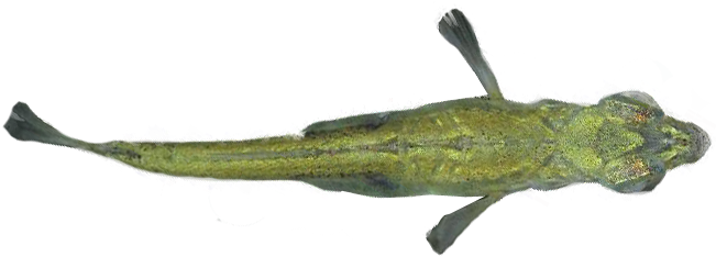 Stickleback-topview - Fish Top View Png (650x300), Png Download