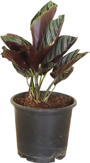 Calatheas (600x600), Png Download