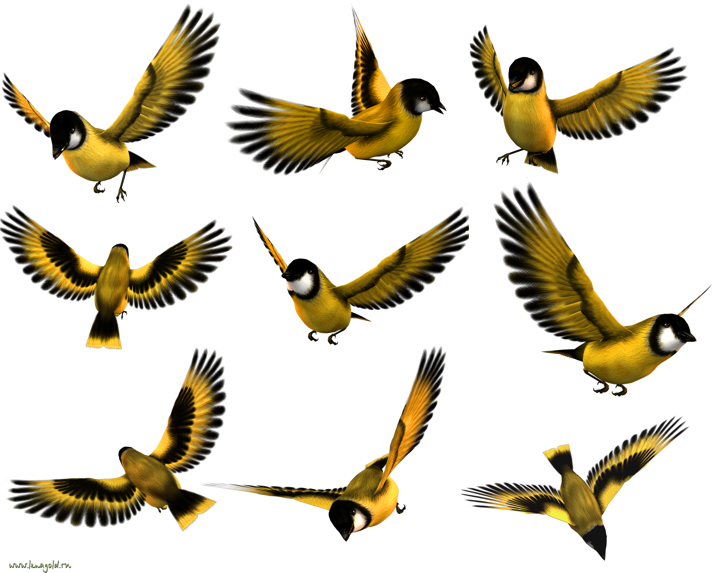 Flying Bird Birds Pinterest - طراحی از حالات مختلف پرنده (2579x2079), Png Download