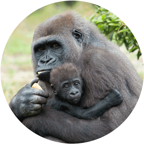 The International Tree Foundation And Its Local Partner - Mother Gorilla (500x510), Png Download