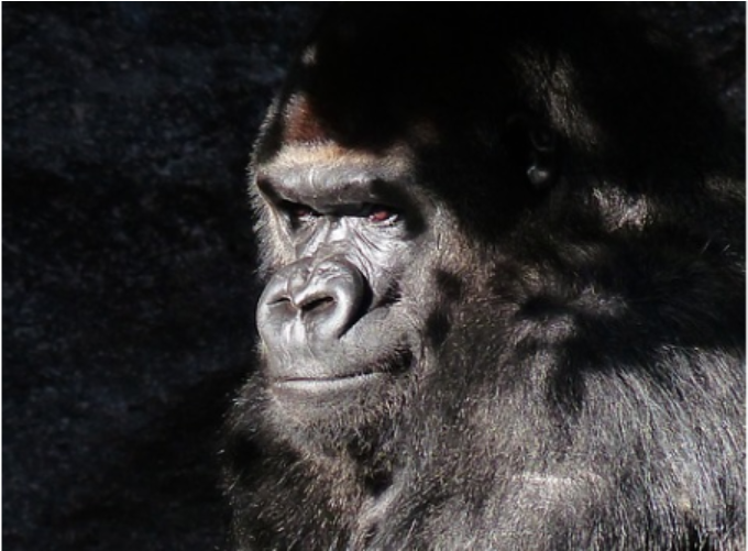 Gorilla (900x500), Png Download