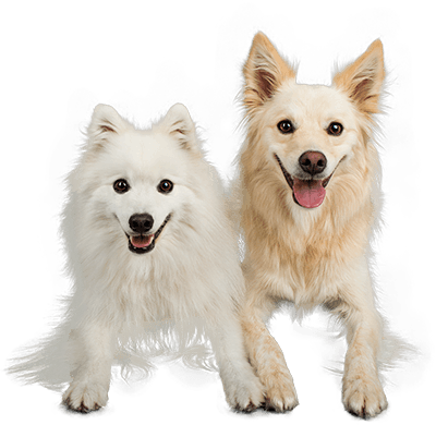 Media - Dog Groomer (400x390), Png Download