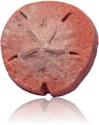 Sand Dollar - Chocolate Cake (582x582), Png Download