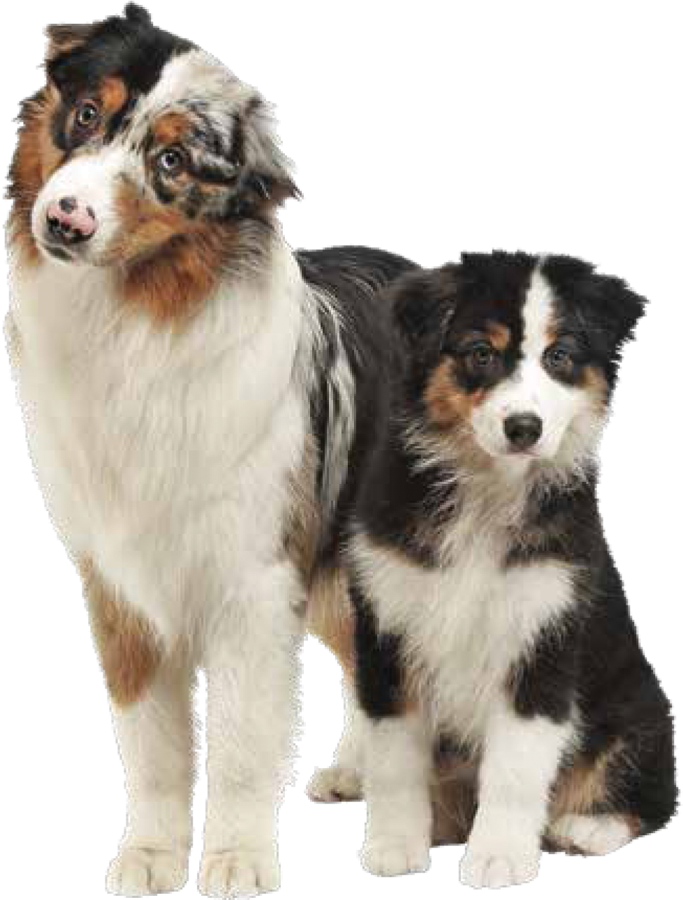 Australian Shepherd Png (1393x1393), Png Download