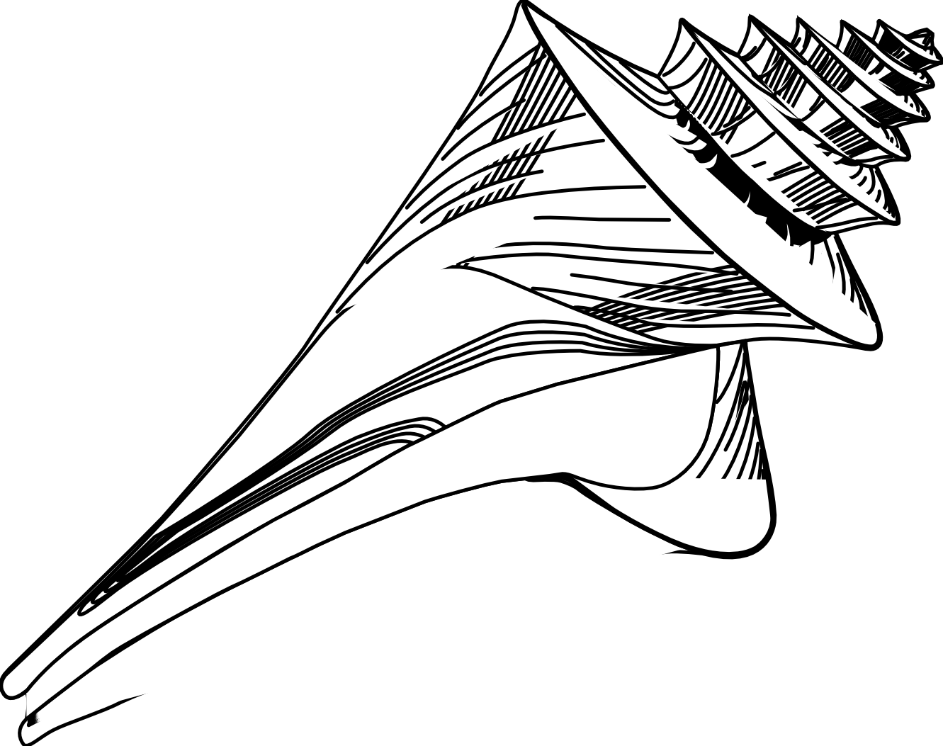 Sand Dollar Clipart Hostted - Conch Shells Black And White (1331x1053), Png Download