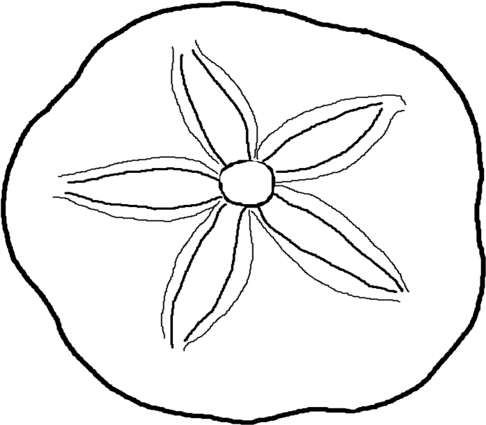 Clip Stock Dollar Coloring Pages Page - Sand Dollar Coloring Pages (1023x744), Png Download
