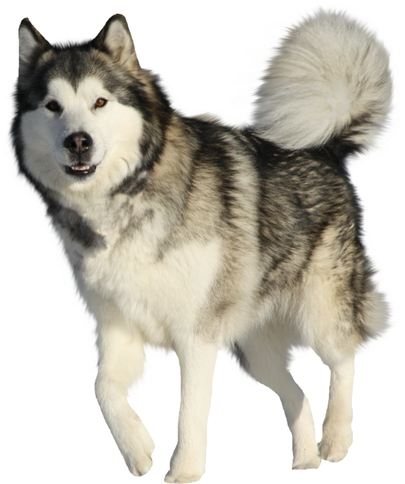 Husky Png Hd Quality - Alaskan Malamute (800x789), Png Download