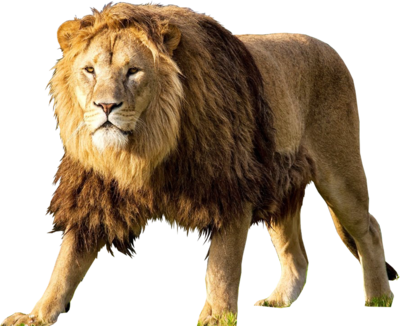 Lion Png Images Download - Lion Psd (400x326), Png Download