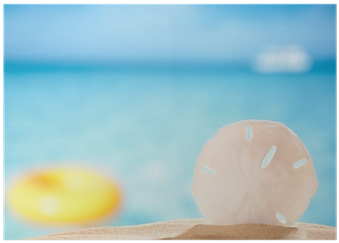 Sand Dollar Shell On Sea Beach Background Poster • - Sand Dollar (400x400), Png Download