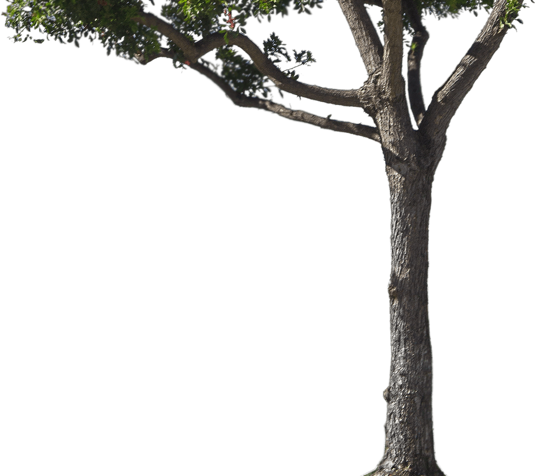 About - Tree (1080x960), Png Download