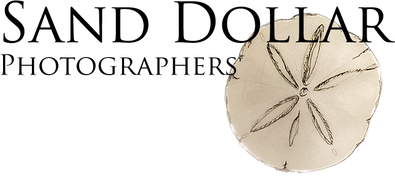 Sdp Logo2 800 300 Alpha - American Paint Horse (800x365), Png Download