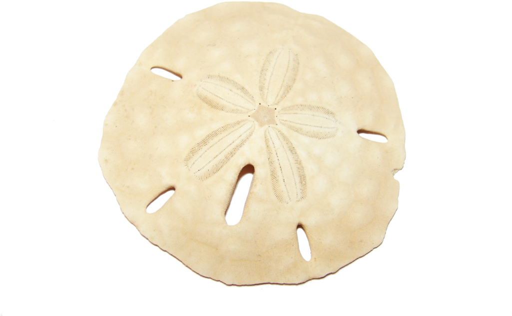 Sanddollar « Biodanza - Seashell (1024x680), Png Download