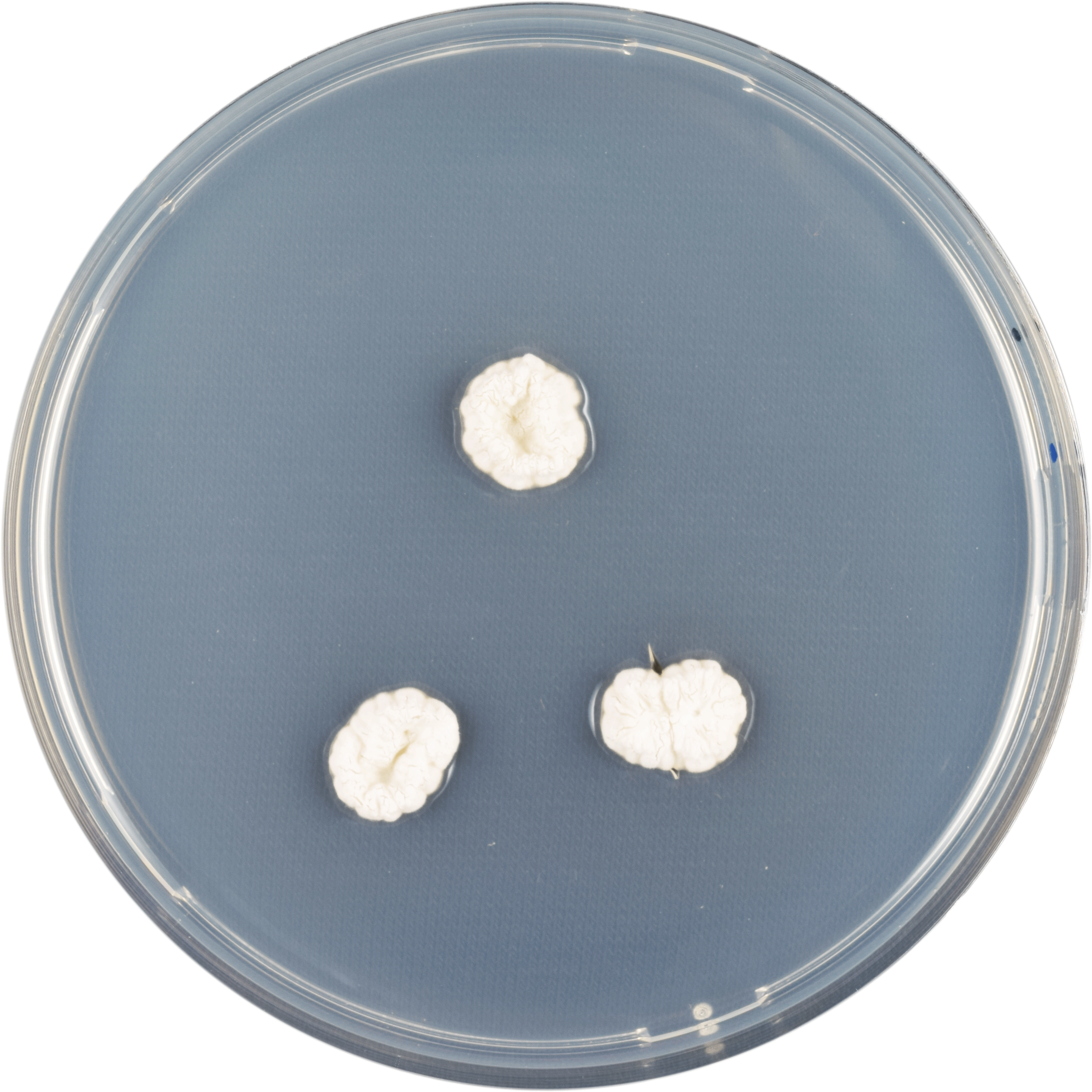 Aspergillus Ambiguus Cya - Jellyfish (600x600), Png Download
