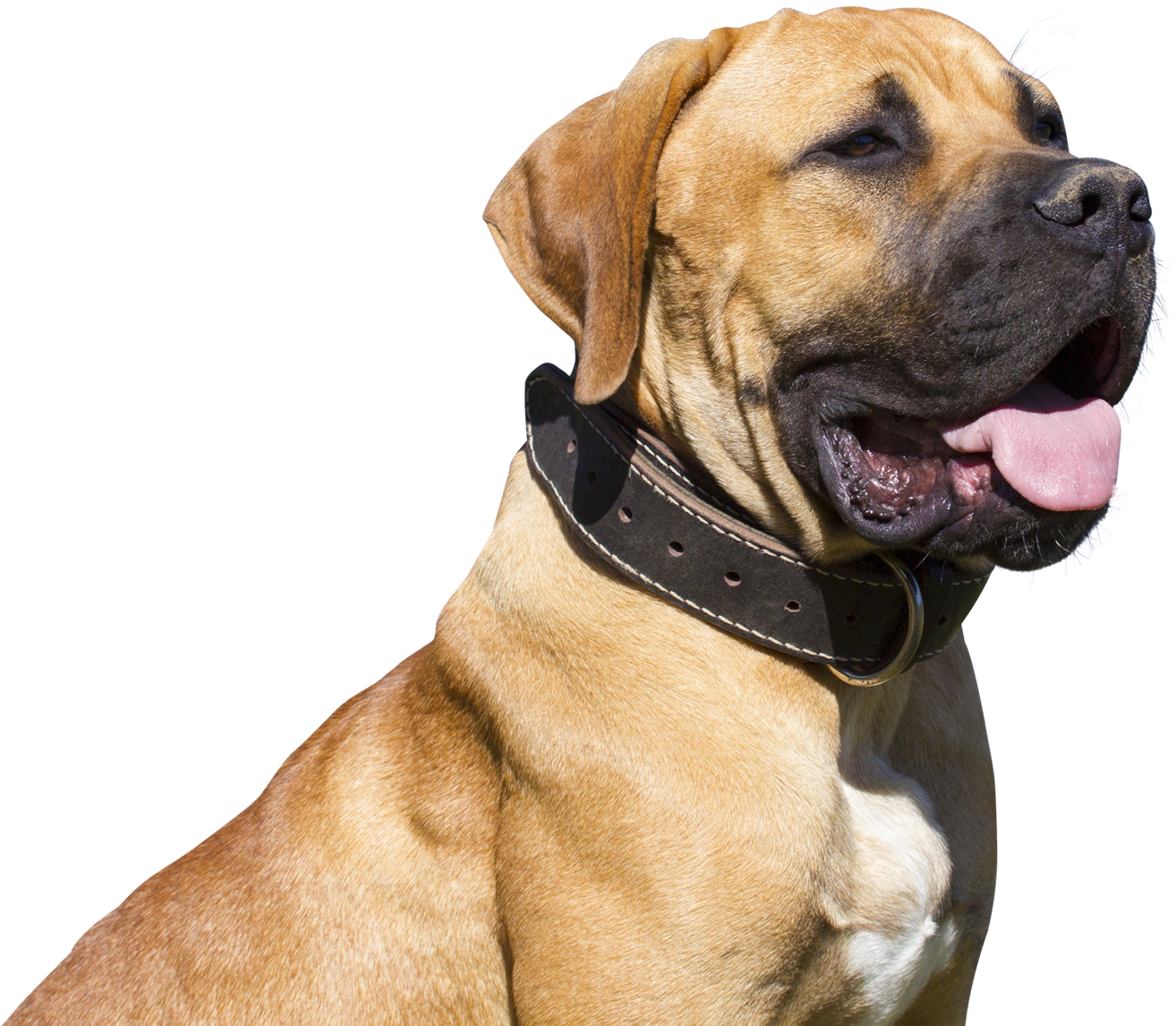 Dog Png - Png Images Hd Of Dogs (1450x1195), Png Download