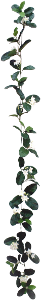 White Flower Garland Png - Flower (800x600), Png Download