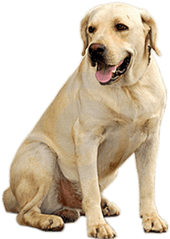Golden Retriever Dog - Dog Transparent (400x400), Png Download