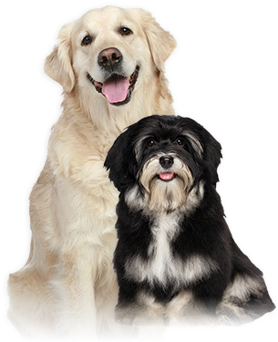 We Have Not Tried Natural Planet On Our Old Yellow - Tuffy's Pet Food 131135 Nutrisource Senior Dog Chicken/rice (307x398), Png Download