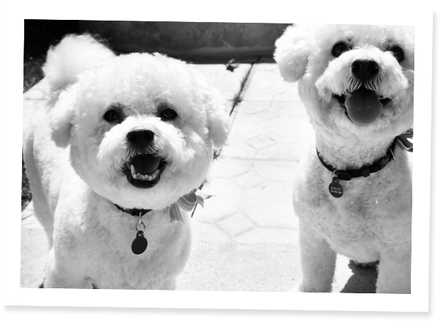 We Love Dogs - Loves Dogs (721x525), Png Download