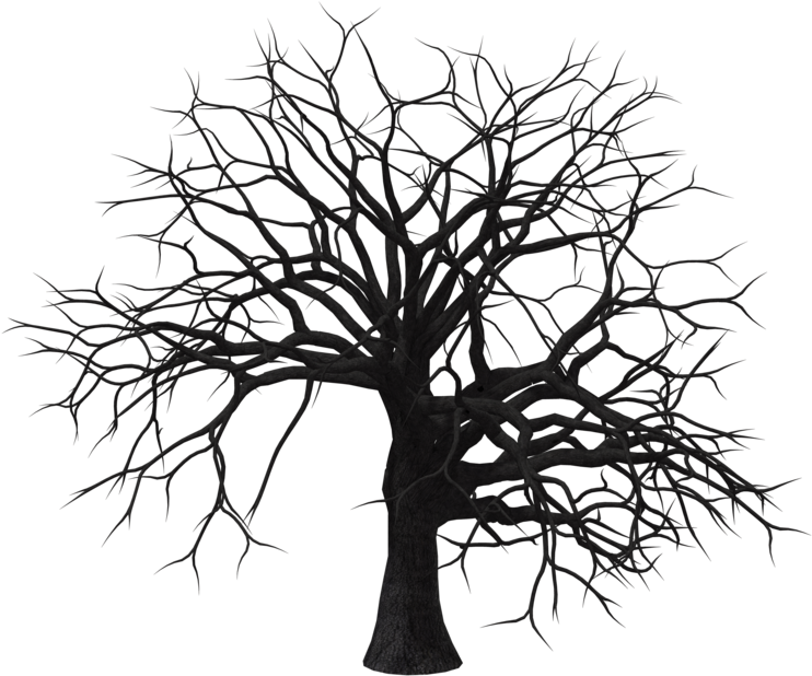 Branch Drawing Tree Trunk - Seca Arvore Preto E Branco (1024x645), Png Download