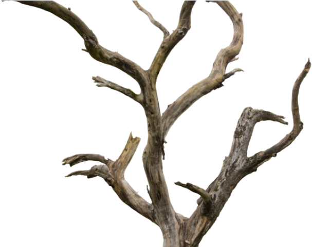 Dead Tree Clipart Tree Trunk - Dry Tree Png (640x480), Png Download