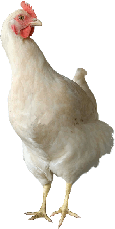 Tetra Amber - Chicken (402x776), Png Download