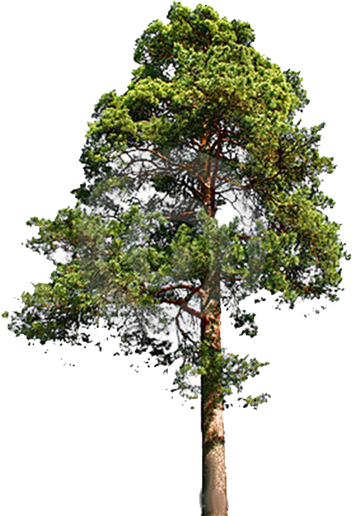 Fir-tree Png File - Eastern White Pine Png (564x805), Png Download