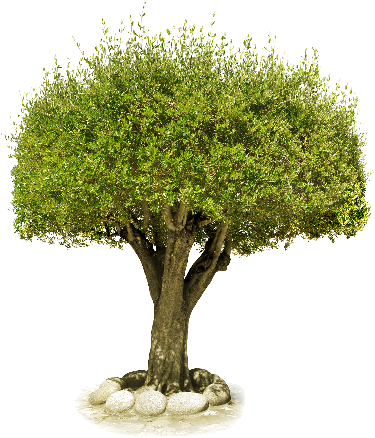 Tree Png Image, Free Download, Picture - Château De Saumur (1300x1800), Png Download