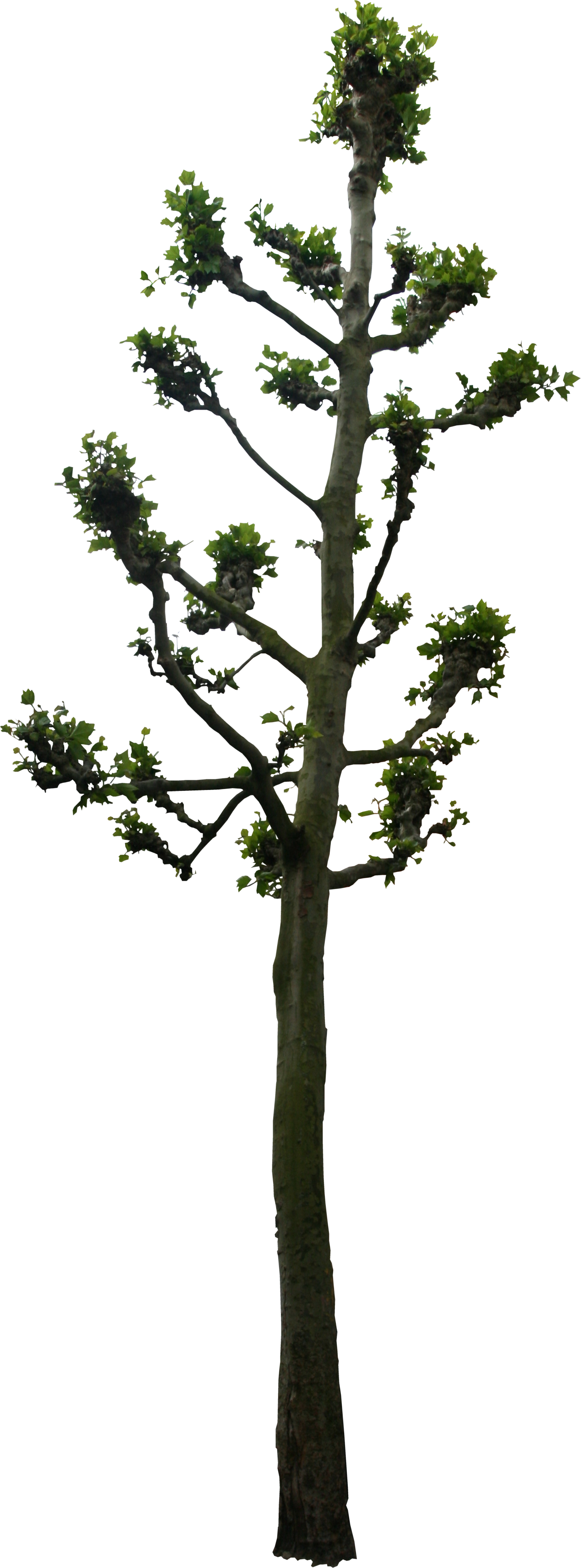 Linden Tree Png (1268x3418), Png Download