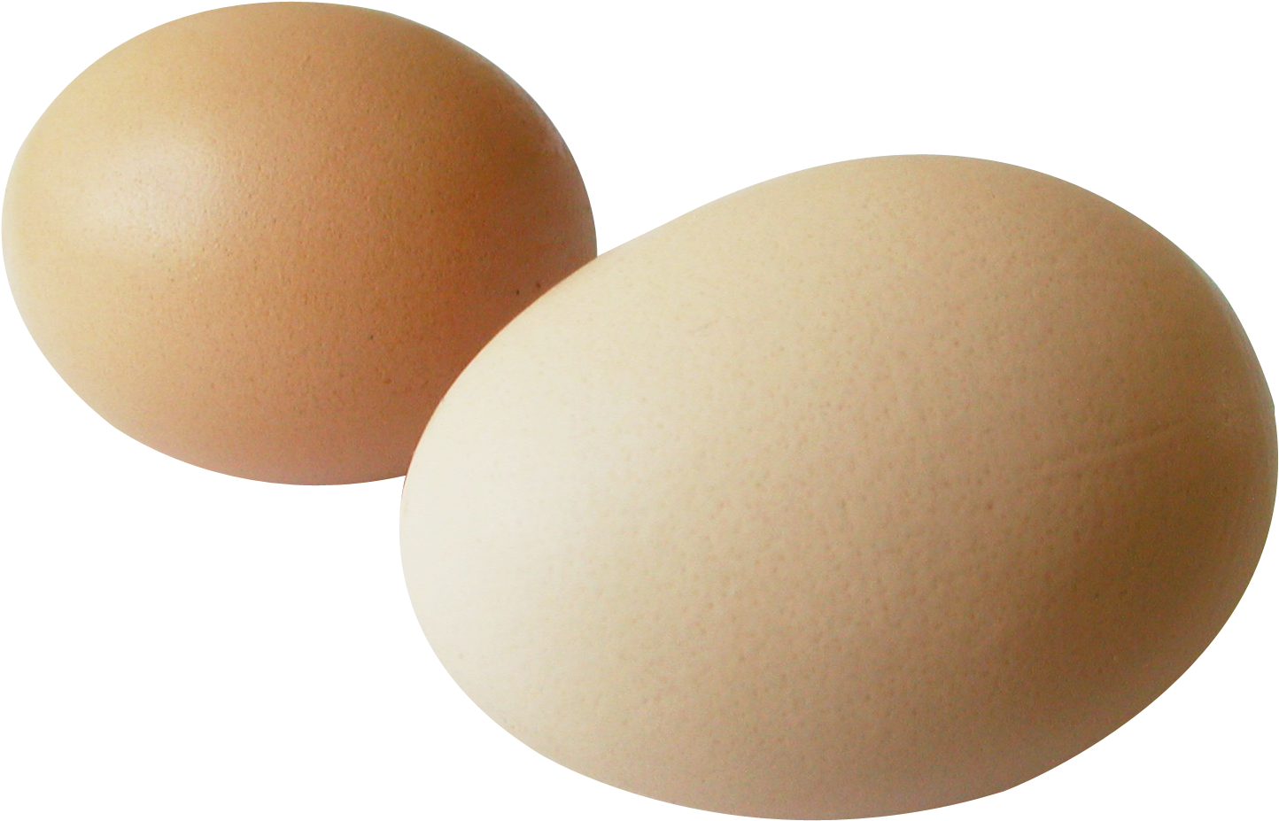 Hen Png (1601x1103), Png Download
