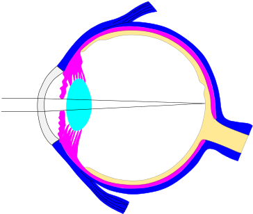 This Is An Inkscape Document With Different Layers - Human Eye (400x313), Png Download