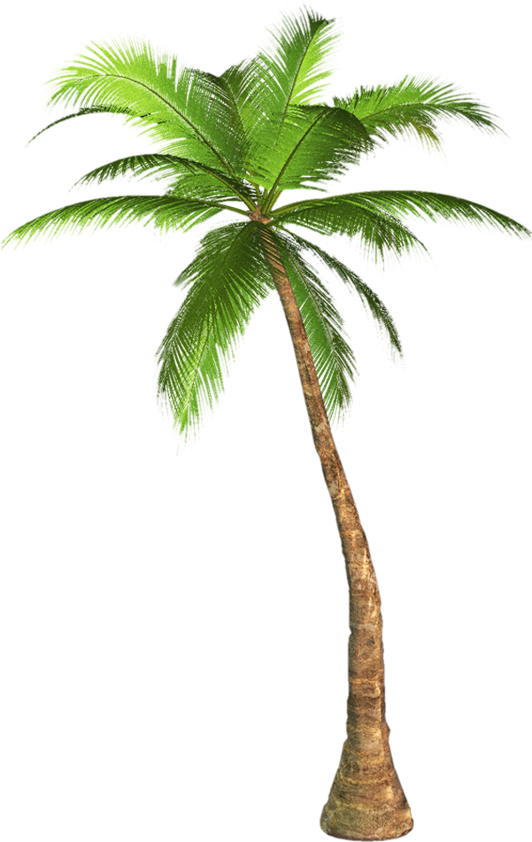 Palm Tree Transparent Image Tree Transparent Background - Palm Tree Transparent Background (600x1000), Png Download