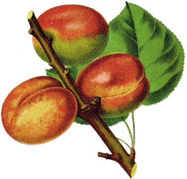 Share / Imprint / Design By Why - Prunus Armeniaca (389x550), Png Download