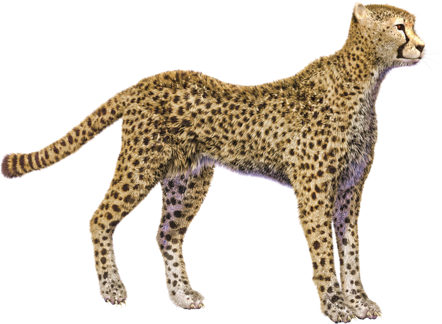 Cheetah Photos - Cheetah No Background Png (1024x768), Png Download