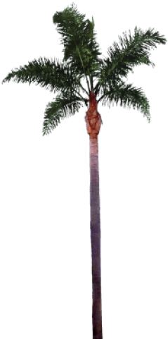 Free Png Palm Tree Png Images Transparent - Palm Tree Trunk Png (480x480), Png Download