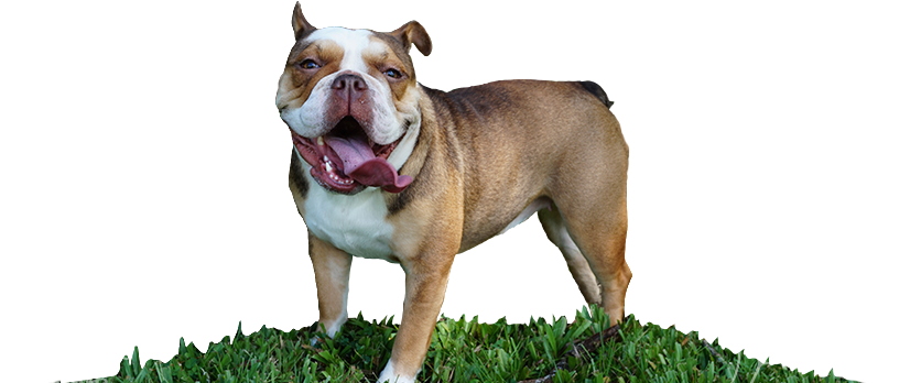 Penelope The Chocolate Tri English Bulldog Rare Color - Tampa (881x351), Png Download