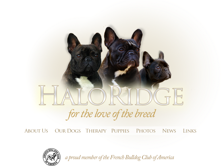 Haloridge French Bulldogs (800x600), Png Download