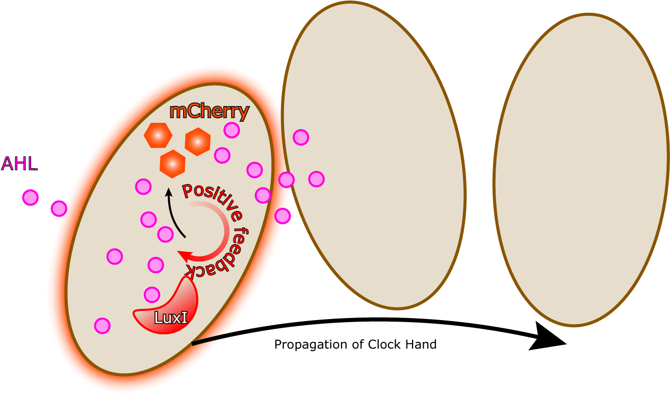 This Cell-cell Communication Enables Intercellular - Circle (1440x1080), Png Download