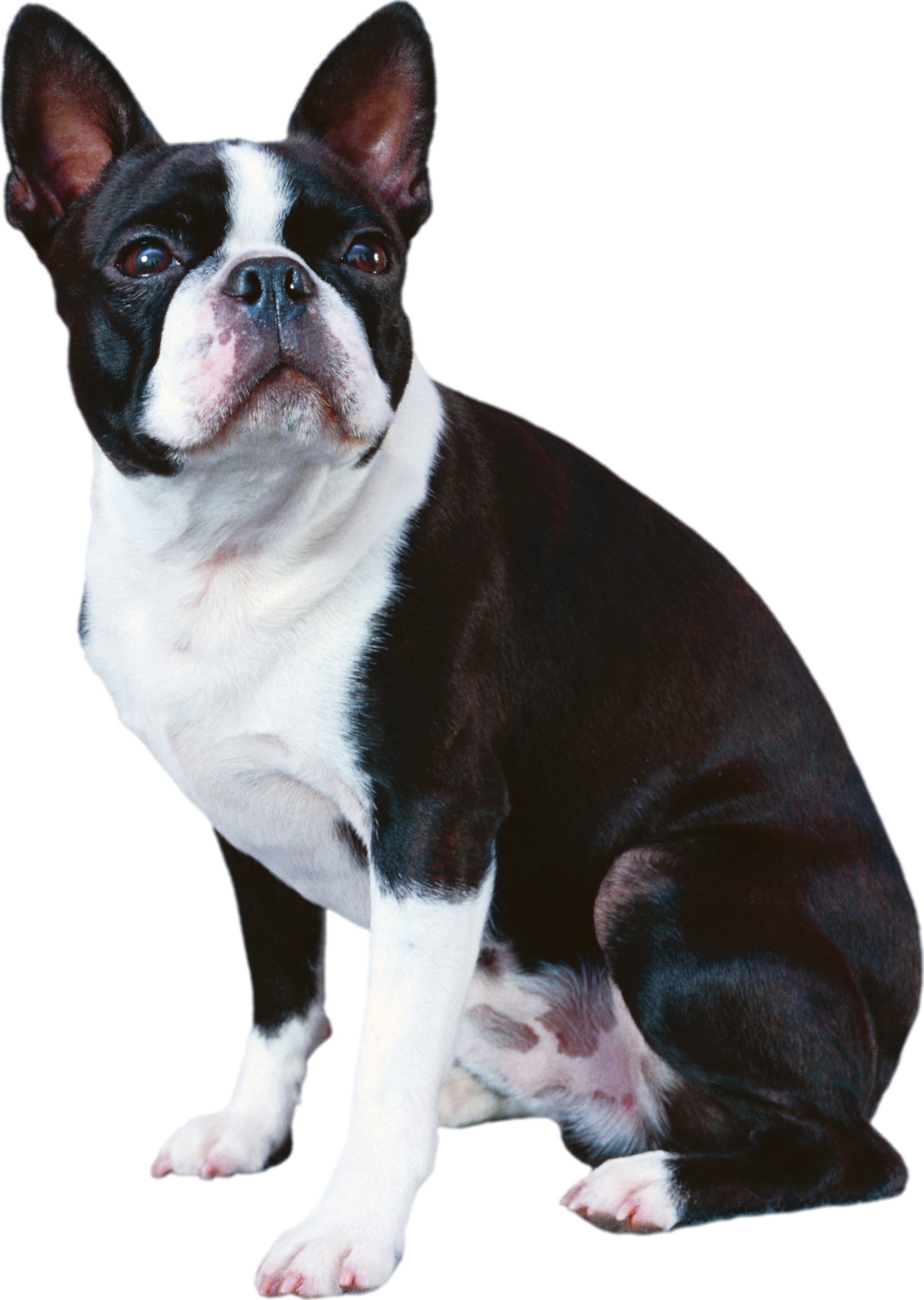 Clip Art Boxer French Bulldog - French Bulldog Black And White Dog (1782x2505), Png Download