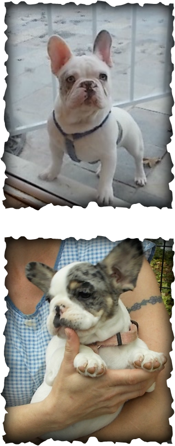 Merle Is A Dominant Gene, On Average Half The Puppies - Colegio De San Francisco Javier Palompon Leyte (360x914), Png Download