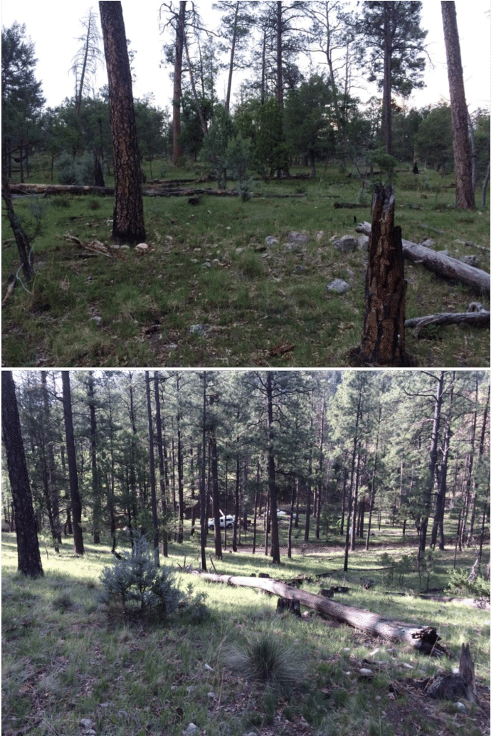 Survey Location For The Peñasco Least Chipmunk In Sixteen - Sixteen Springs Canyon (850x1033), Png Download