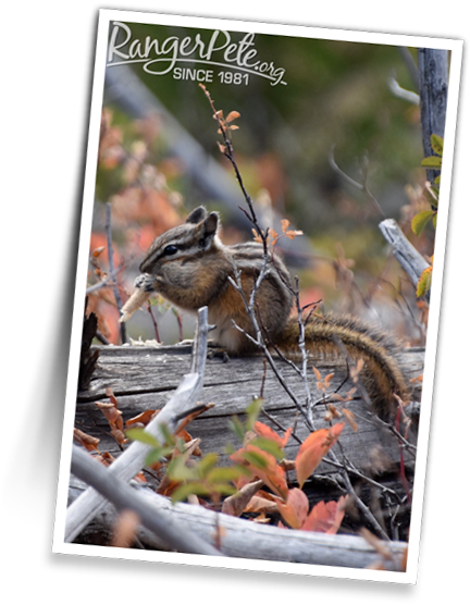 Undine-chipmunk - Organ Mountains Chipmunk (602x602), Png Download