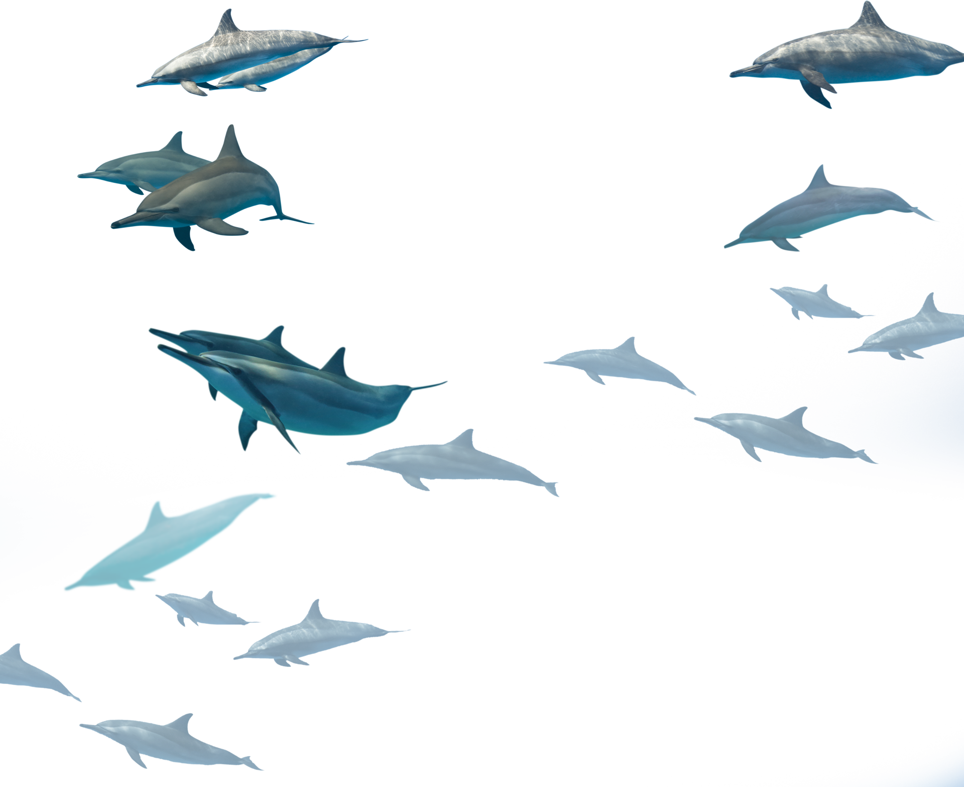 Choose Your Eco-tour Experience - Dolphin Fish Hd Png (1920x1568), Png Download