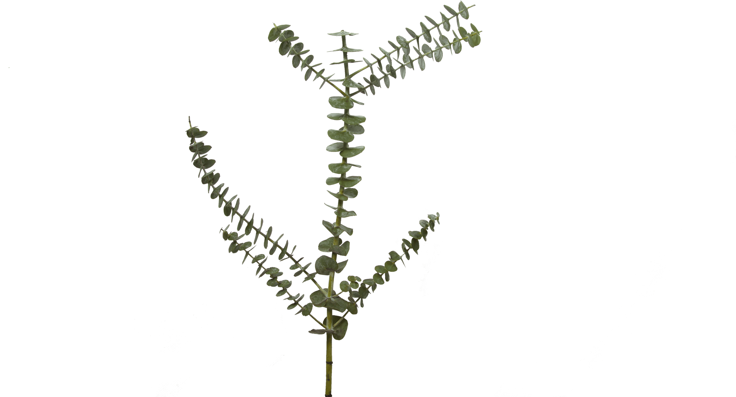 Цветок скелетное дерево. Танцующий скелет цветок. Картина листья скелет цветы ветки. Скелет с цветком. 1536 1024