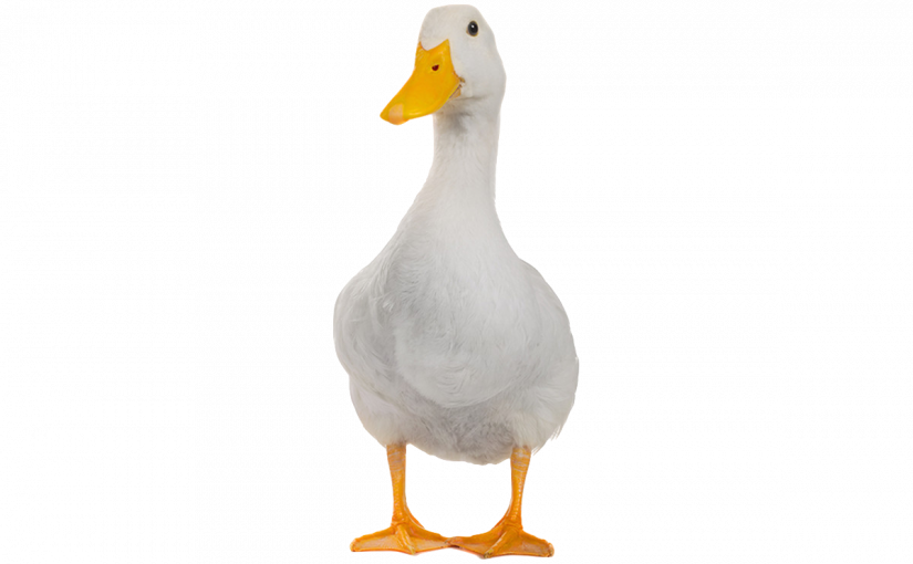 Duckhunt V3 Changelog - Different Animals (825x510), Png Download