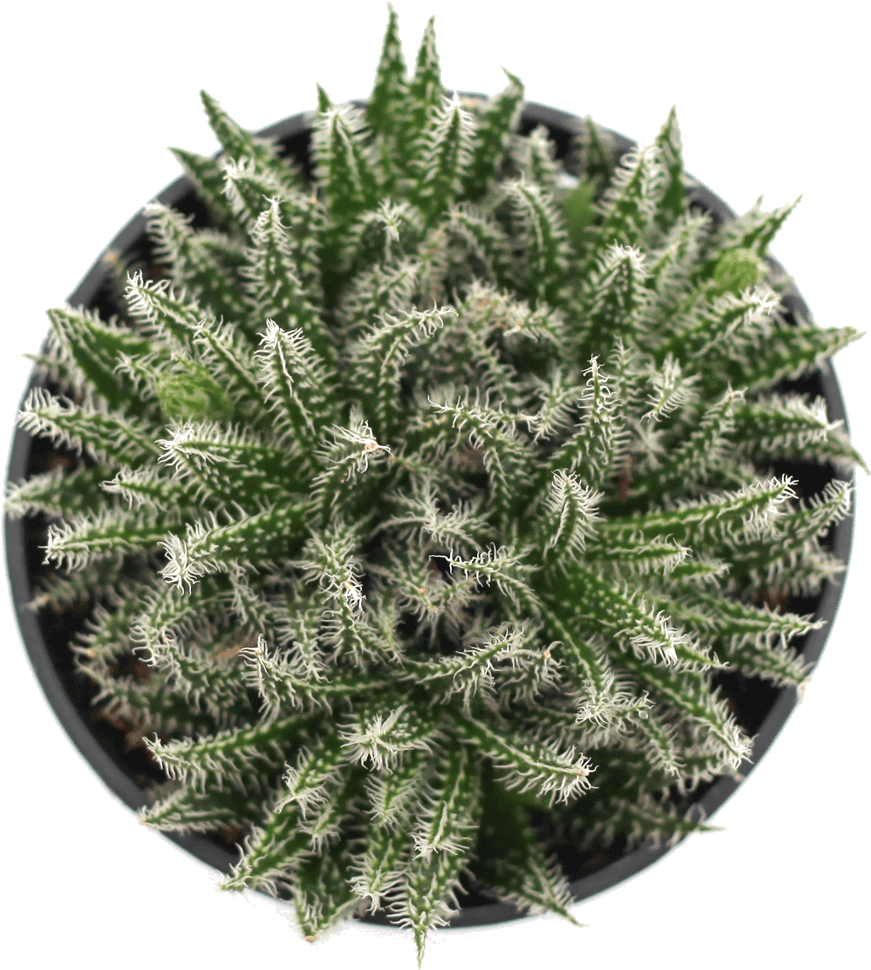 Porous Soil With Adequate Drainage (1024x1024), Png Download