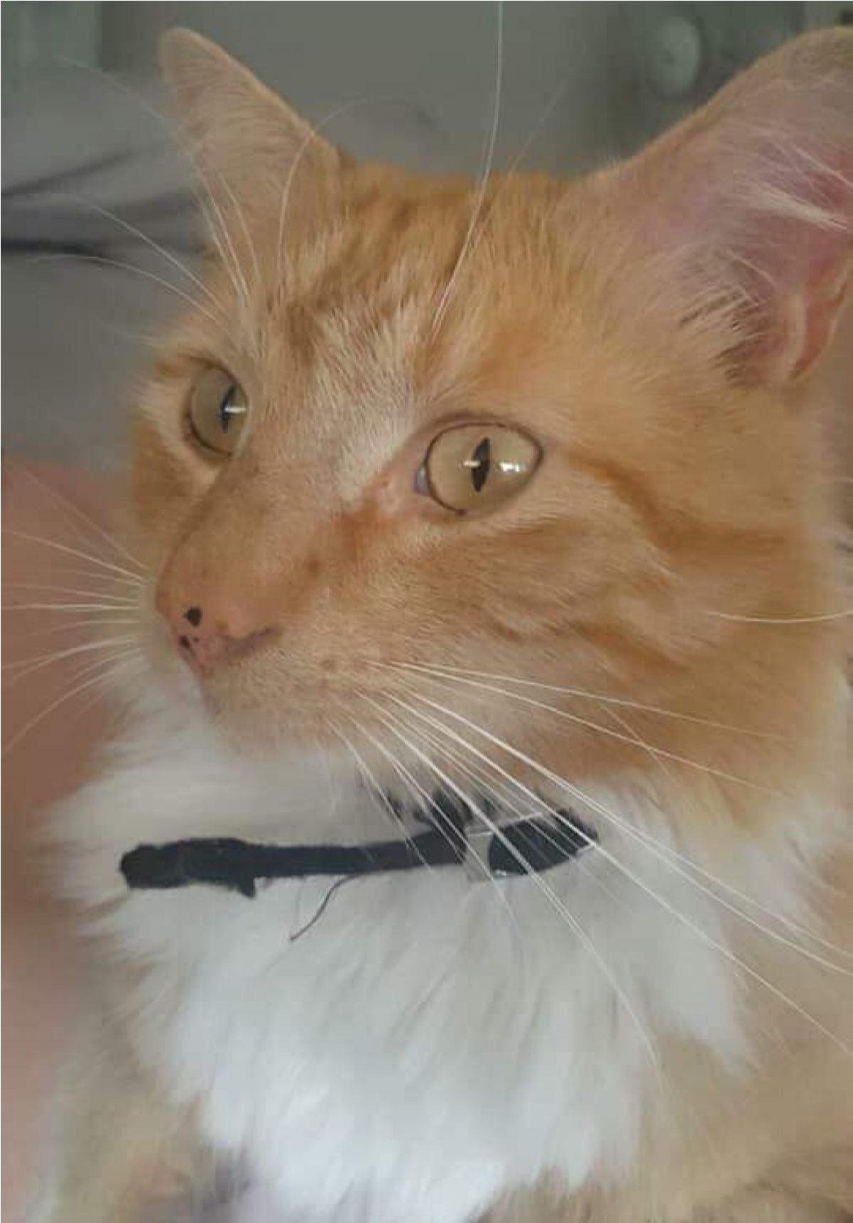 Sightings - Domestic Short-haired Cat (1721x1721), Png Download